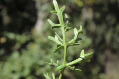 Daucus