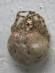 Ordgarius magnificus