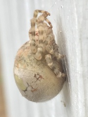 Ordgarius magnificus