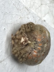 Ordgarius magnificus