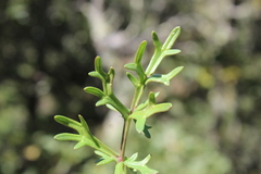 Daucus