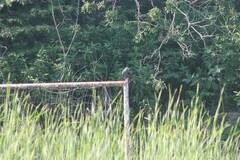 Rostrhamus sociabilis