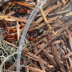 Formica obscuripes