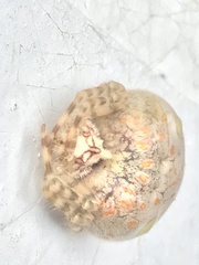 Ordgarius magnificus