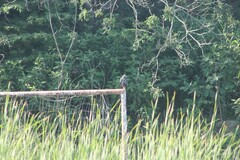 Rostrhamus sociabilis