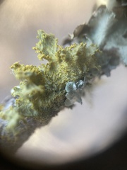 Vulpicida canadensis