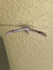 Platyptilia celidotus