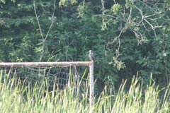 Rostrhamus sociabilis