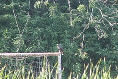 Rostrhamus sociabilis