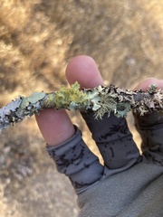 Vulpicida canadensis