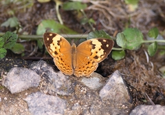 Cupha erymanthis