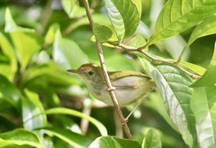 Orthotomus atrogularis