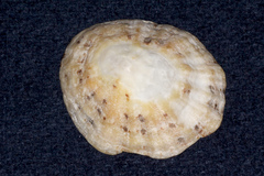Patella vulgata