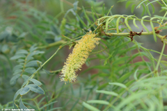 Prosopis glandulosa