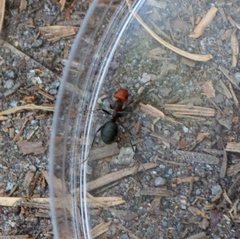 Formica obscuripes