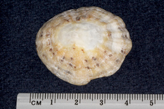 Patella vulgata