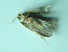 Tineola bisselliella