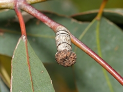 Apiomorpha urnalis