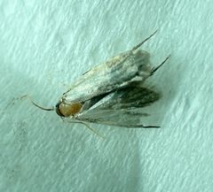 Tineola bisselliella