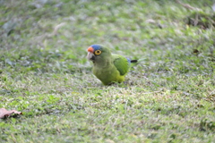 Eupsittula canicularis