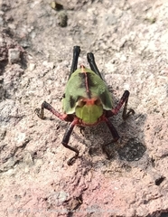 Sphenarium purpurascens