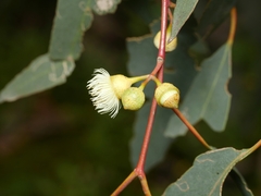Eucalyptus melliodora