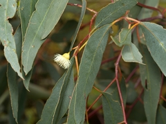 Eucalyptus melliodora