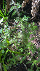 Dacrycarpus dacrydioides