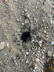 Veromessor pergandei