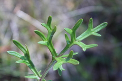 Daucus