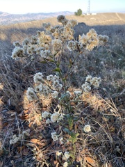 Pseudognaphalium californicum