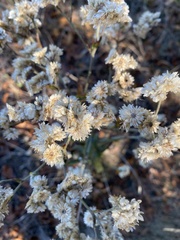 Pseudognaphalium californicum