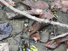 Scincidae
