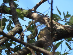 Setophaga caerulescens