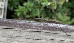 Lasiorhynchus barbicornis