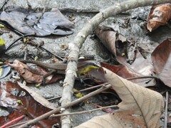 Scincidae