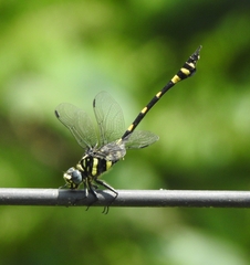 Ictinogomphus rapax