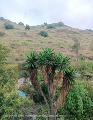 Yucca gigantea