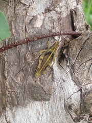 Sphenarium purpurascens