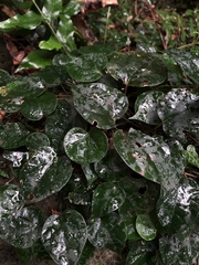 Smilax china