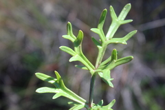 Daucus