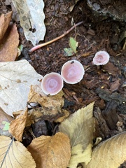Mycena rosea