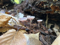 Mycena rosea