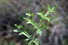 Daucus