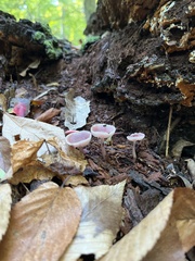Mycena rosea