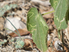 Calycomyza malvae
