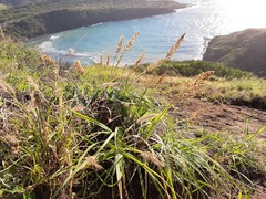Eragrostis variabilis