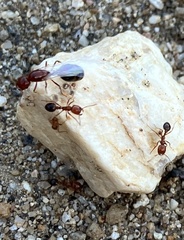 Solenopsis xyloni