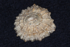 Patella vulgata
