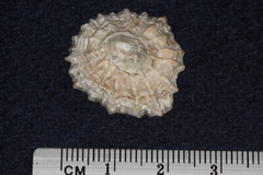 Patella vulgata